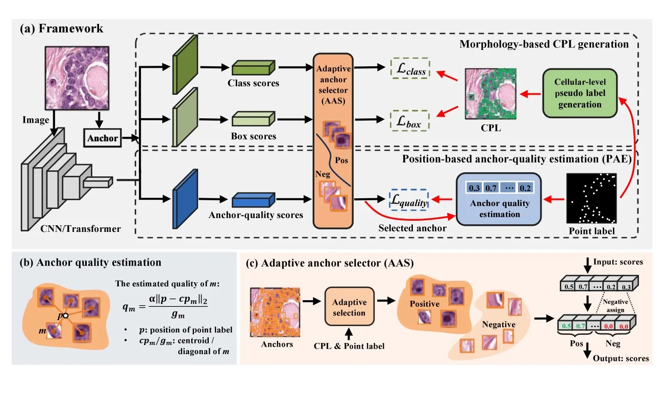 Position-based anchor optimization for point supervised dense nuclei detection 示意图