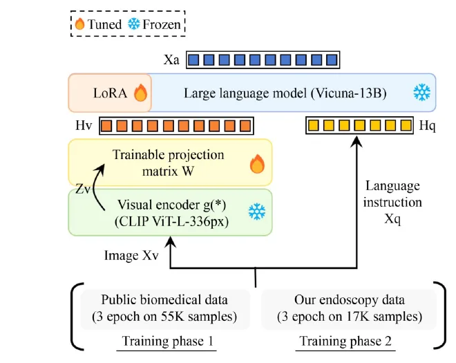 LLaVA-Endo: a large language-and-vision assistant for gastrointestinal endoscopy 示意图