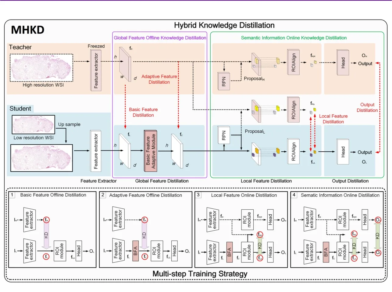MHKD: Multi-Step Hybrid Knowledge Distillation for Low-Resolution Whole Slide Images Glomerulus Detection 示意图