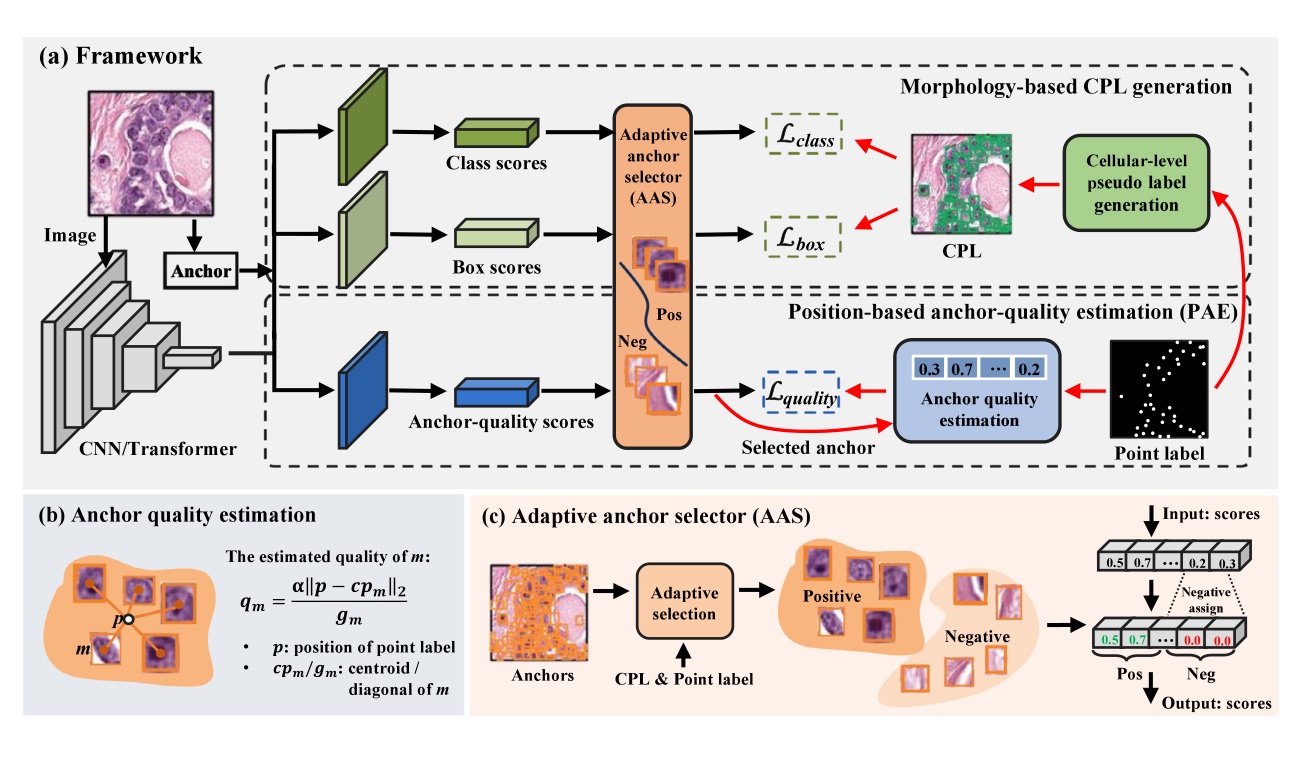 Position-based anchor optimization for point supervised dense nuclei detection 示意图